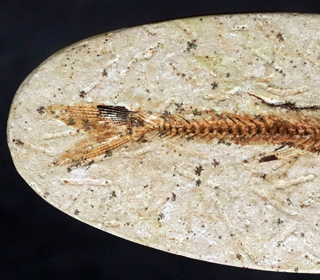 ５センチ級！ブラジル産、およそ１億年前の古代魚、ダスティルベ（Dastilbe）の化石（その5）
