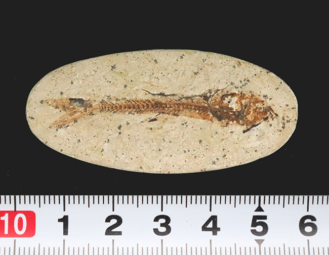 ５センチ級！ブラジル産、およそ１億年前の古代魚、ダスティルベ（Dastilbe）の化石（その7）