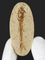 ５センチ級！ブラジル産、およそ１億年前の古代魚、ダスティルベ（Dastilbe）の化石