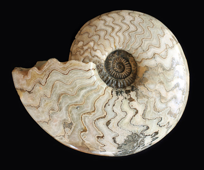 ジュラ紀の立派なアンモナイト！縫合線が全面に見られる、２１センチの大きなドイツ産アンモナイト（Ammonite）（その1）