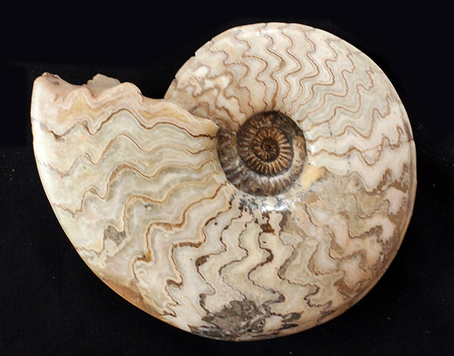 ジュラ紀の立派なアンモナイト！縫合線が全面に見られる、２１センチの大きなドイツ産アンモナイト（Ammonite）（その10）