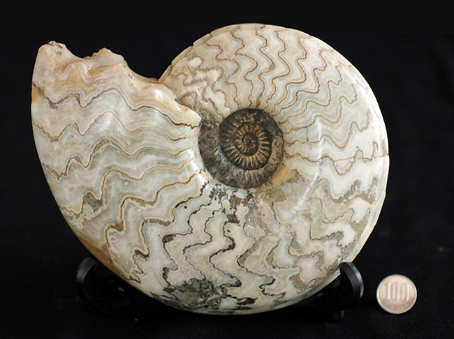 ジュラ紀の立派なアンモナイト！縫合線が全面に見られる、２１センチの大きなドイツ産アンモナイト（Ammonite）（その11）
