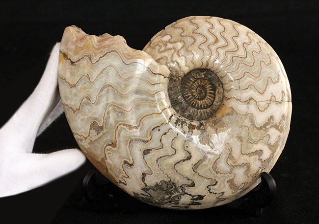 ジュラ紀の立派なアンモナイト！縫合線が全面に見られる、２１センチの大きなドイツ産アンモナイト（Ammonite）（その2）