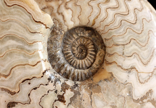ジュラ紀の立派なアンモナイト！縫合線が全面に見られる、２１センチの大きなドイツ産アンモナイト（Ammonite）（その3）