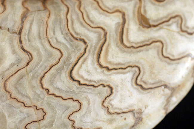 ジュラ紀の立派なアンモナイト！縫合線が全面に見られる、２１センチの大きなドイツ産アンモナイト（Ammonite）（その4）