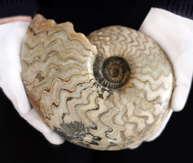 ジュラ紀の立派なアンモナイト！縫合線が全面に見られる、２１センチの大きなドイツ産アンモナイト（Ammonite）（その6）