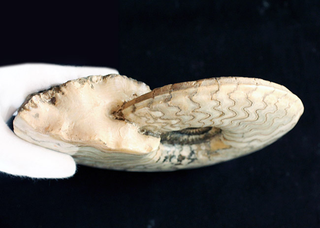 アンモナイト 約30cm ジュラ紀の立派なアンモナイト！縫合線が全面に見られる、21センチの