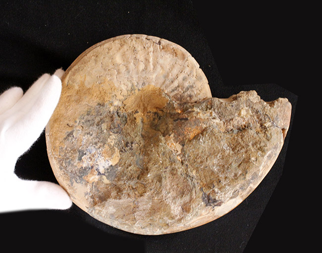 ジュラ紀の立派なアンモナイト！縫合線が全面に見られる、２１センチの大きなドイツ産アンモナイト（Ammonite）（その9）