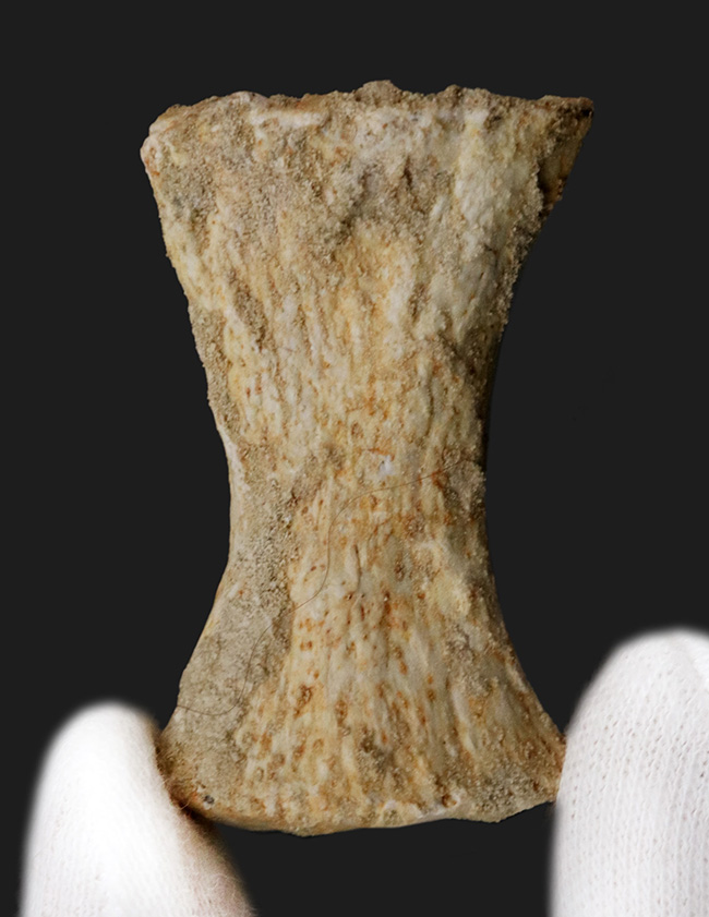 白亜紀後期の海の王者、モササウルス（Mosasaurus）のパドルを構成する指の化石（その1）