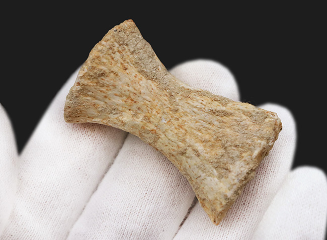 白亜紀後期の海の王者、モササウルス（Mosasaurus）のパドルを構成する指の化石（その4）