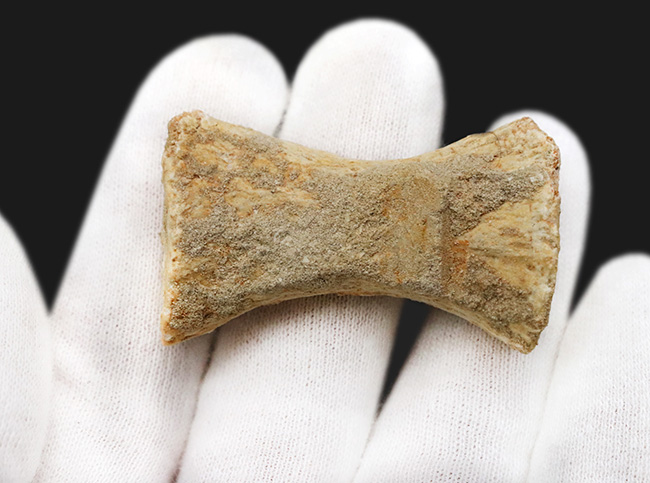 白亜紀後期の海の王者、モササウルス（Mosasaurus）のパドルを構成する指の化石（その5）