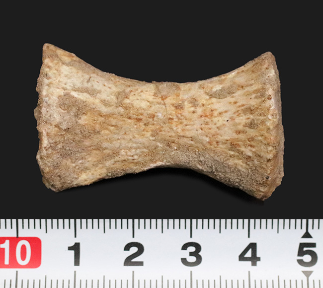白亜紀後期の海の王者、モササウルス（Mosasaurus）のパドルを構成する指の化石（その7）