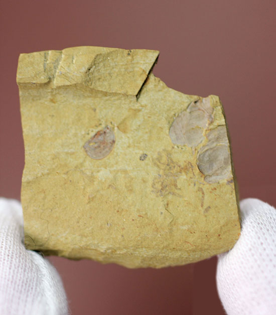 希少性マックス！カンブリア爆発によって生み出された最古の生物の一つ（カンブリアモンスター）、クンミンゲラ（Kunmingella guanshanensis）の化石（その1）
