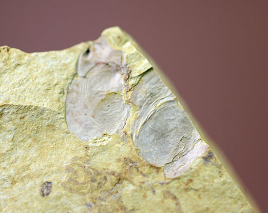 希少性マックス！カンブリア爆発によって生み出された最古の生物の一つ（カンブリアモンスター）、クンミンゲラ（Kunmingella guanshanensis）の化石（その2）