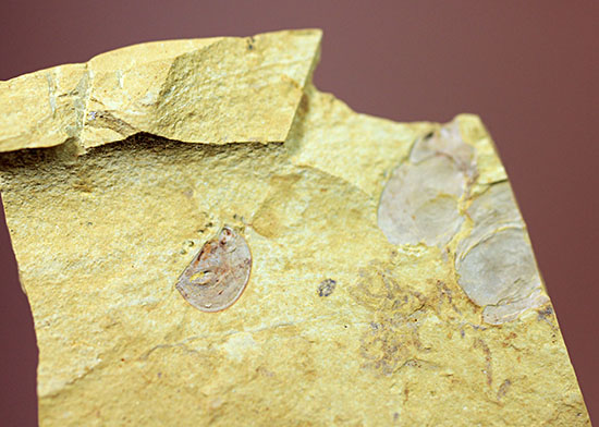 希少性マックス！カンブリア爆発によって生み出された最古の生物の一つ（カンブリアモンスター）、クンミンゲラ（Kunmingella guanshanensis）の化石（その5）