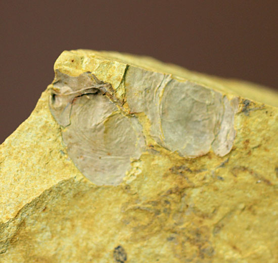 希少性マックス！カンブリア爆発によって生み出された最古の生物の一つ（カンブリアモンスター）、クンミンゲラ（Kunmingella guanshanensis）の化石（その6）