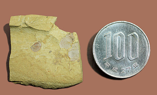 希少性マックス！カンブリア爆発によって生み出された最古の生物の一つ（カンブリアモンスター）、クンミンゲラ（Kunmingella guanshanensis）の化石（その7）