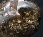 ルチル（金鉱石）が含まれた自然の風合いを色濃く残した水晶（Rutilated Quartz）