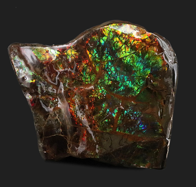 ブルー系の希少色が見られる！北米ロッキー山脈の限られた地域でのみ発見される生物起源の宝石、アンモライト（Ammolite）のピース（その1）
