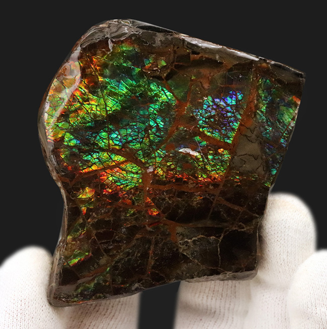 ブルー系の希少色が見られる！北米ロッキー山脈の限られた地域でのみ発見される生物起源の宝石、アンモライト（Ammolite）のピース（その2）