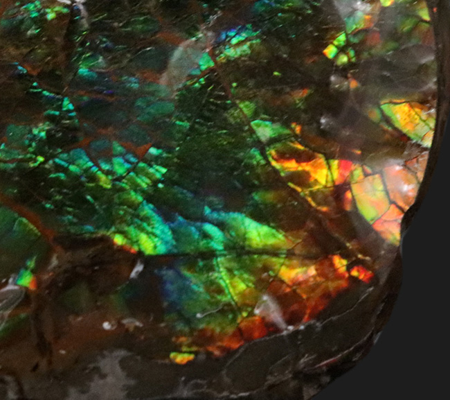 ブルー系の希少色が見られる！北米ロッキー山脈の限られた地域でのみ発見される生物起源の宝石、アンモライト（Ammolite）のピース（その3）