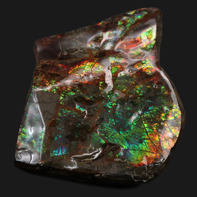 ブルー系の希少色が見られる！北米ロッキー山脈の限られた地域でのみ発見される生物起源の宝石、アンモライト（Ammolite）のピース（その4）
