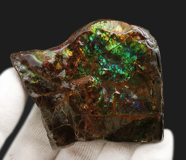 ブルー系の希少色が見られる！北米ロッキー山脈の限られた地域でのみ発見される生物起源の宝石、アンモライト（Ammolite）のピース（その5）