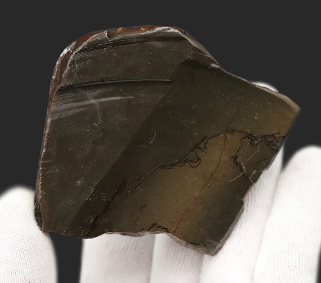 ブルー系の希少色が見られる！北米ロッキー山脈の限られた地域でのみ発見される生物起源の宝石、アンモライト（Ammolite）のピース（その6）