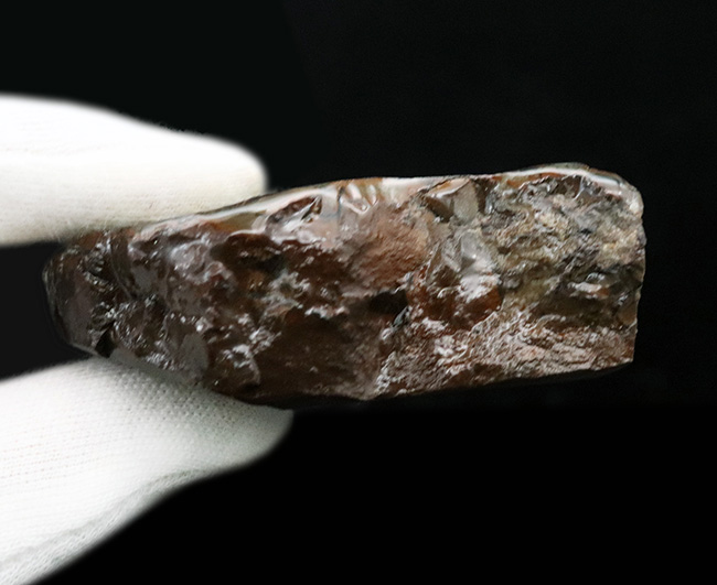 ブルー系の希少色が見られる！北米ロッキー山脈の限られた地域でのみ発見される生物起源の宝石、アンモライト（Ammolite）のピース（その7）