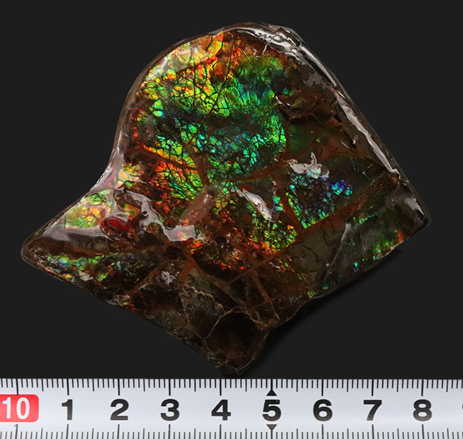 ブルー系の希少色が見られる！北米ロッキー山脈の限られた地域でのみ発見される生物起源の宝石、アンモライト（Ammolite）のピース（その8）