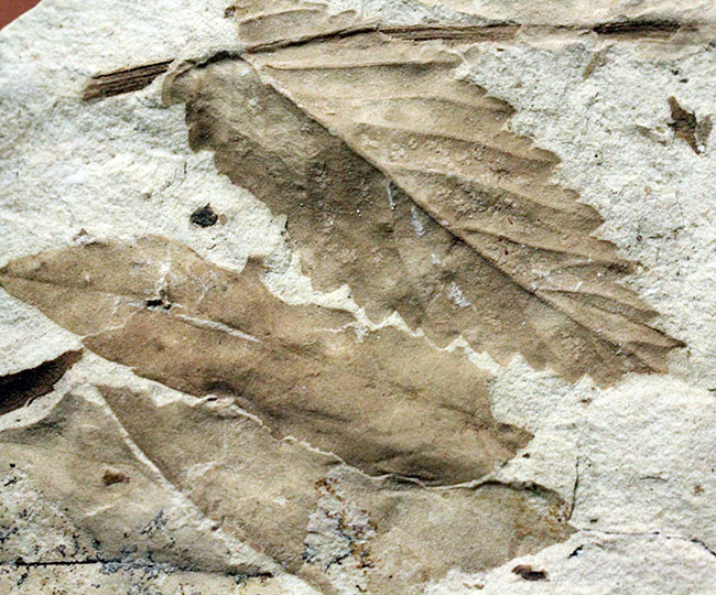 広葉樹の葉の化石。新生代、兵庫県須磨区産。（その1）