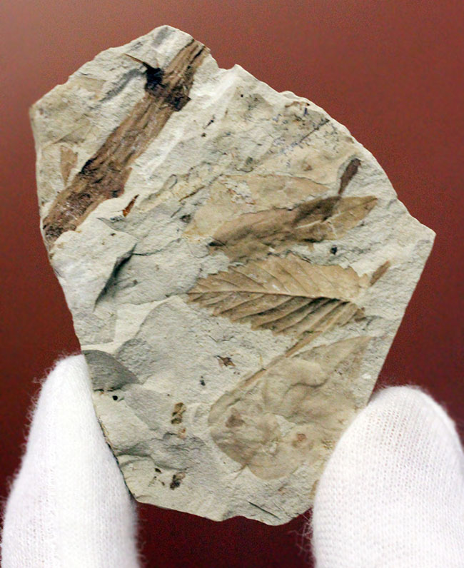 広葉樹の葉の化石。新生代、兵庫県須磨区産。（その2）