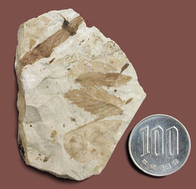広葉樹の葉の化石。新生代、兵庫県須磨区産。 化石 販売