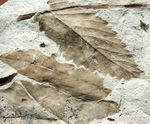 広葉樹の葉の化石。新生代、兵庫県須磨区産。