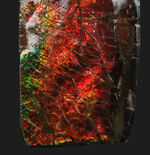 深い赤色！カナダ・アルバータ州のロッキー山脈で発見された生物起源の宝石、アンモライト（Ammolite）