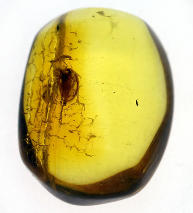 ルーペで覗いてみてほしい。古代より人々を魅了して止まない、バルト海産琥珀(Amber)。透明度高く、虫入りです。(その2)