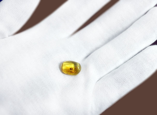 ルーペで覗いてみてほしい。古代より人々を魅了して止まない、バルト海産琥珀(Amber)。透明度高く、虫入りです。(その3)