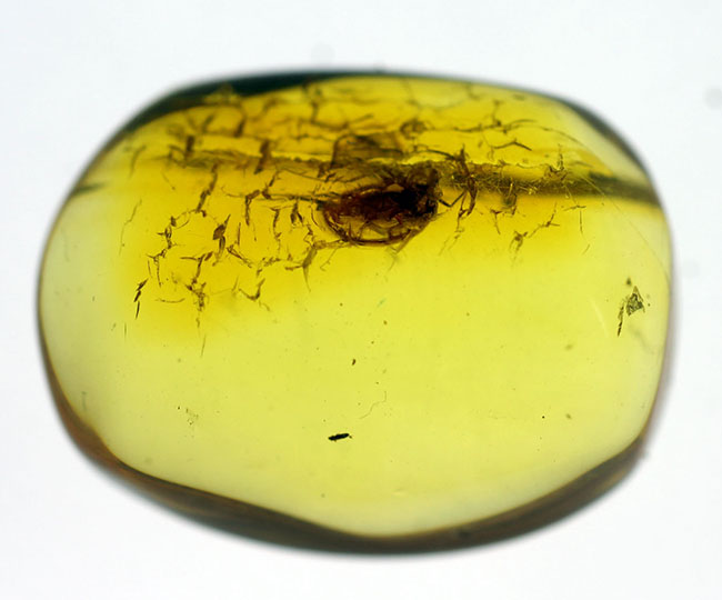 ルーペで覗いてみてほしい。古代より人々を魅了して止まない、バルト海産琥珀(Amber)。透明度高く、虫入りです。(その7)