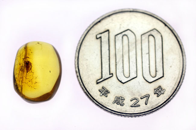 ルーペで覗いてみてほしい。古代より人々を魅了して止まない、バルト海産琥珀(Amber)。透明度高く、虫入りです。(その8)
