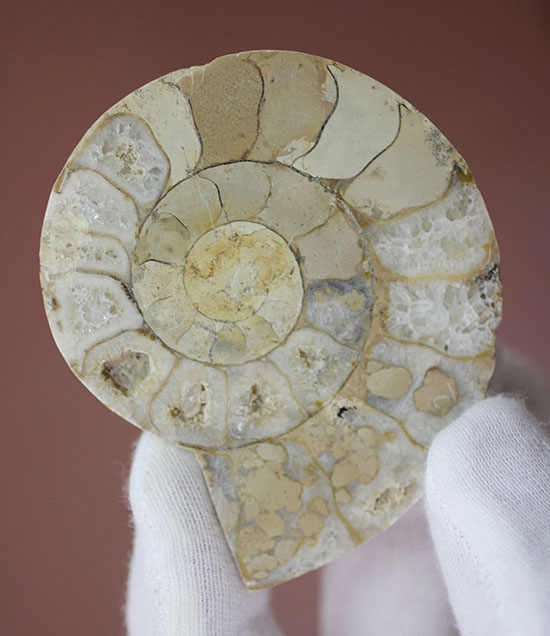 約1億8000万年前、イングランド産アンモナイトの断面スライスカット標本(その5)