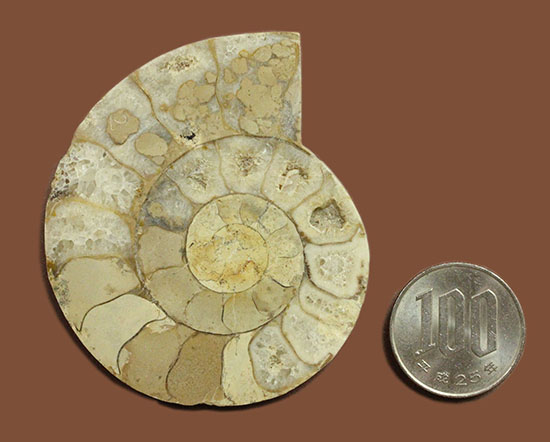 教材にも☆ アンモナイト 化石 スライス一対 約1億8000万年前、イングランド産アンモナイトの断面