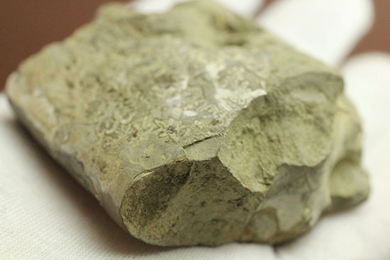 白亜紀のアンモナイトに特徴的な複雑な縫合線を楽しめる部分化石（その6）