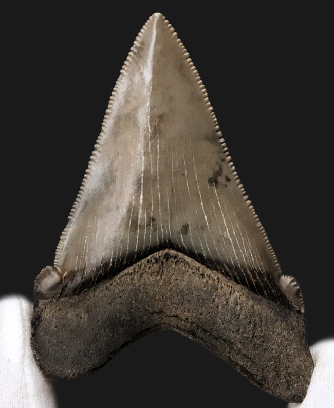 ホホジロザメやメガロドンの祖先！両面ともに非常に良好な保存状態を維持しているオトドゥス・アングスティデンス（Otodus angustidens）の歯化石（その1）