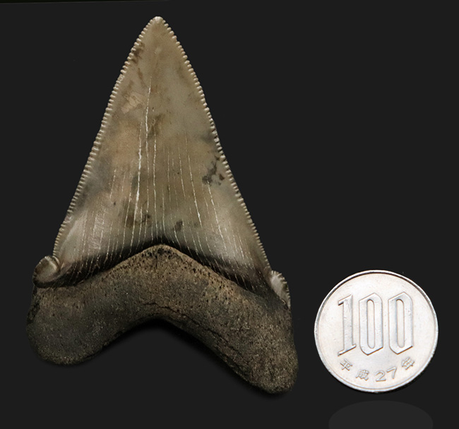 ホホジロザメやメガロドンの祖先！両面ともに非常に良好な保存状態を維持しているオトドゥス・アングスティデンス（Otodus angustidens）の歯化石（その10）