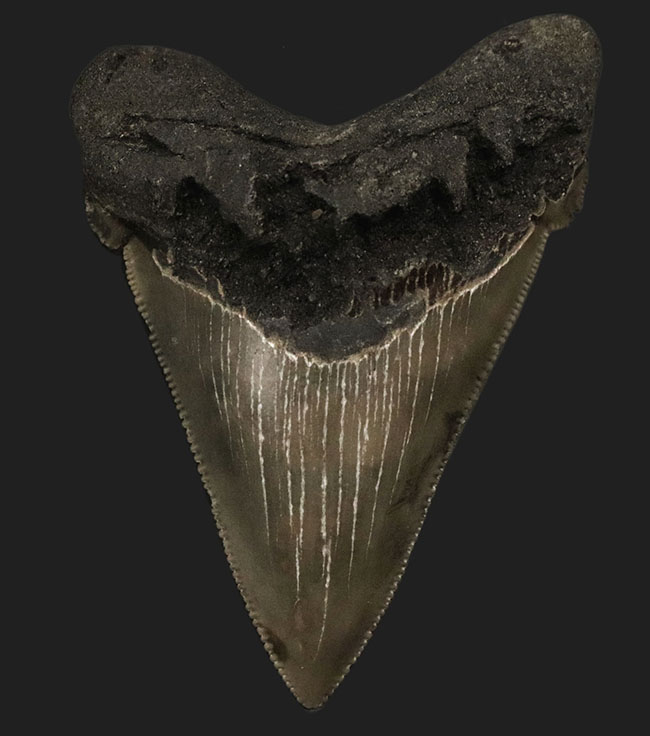 ホホジロザメやメガロドンの祖先！両面ともに非常に良好な保存状態を維持しているオトドゥス・アングスティデンス（Otodus angustidens）の歯化石（その3）