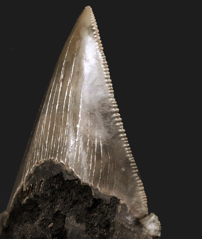 ホホジロザメやメガロドンの祖先！両面ともに非常に良好な保存状態を維持しているオトドゥス・アングスティデンス（Otodus angustidens）の歯化石（その4）