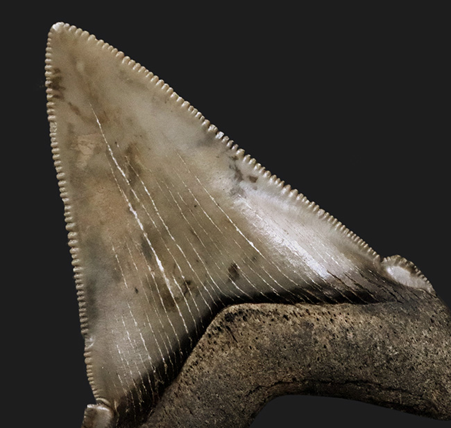 ホホジロザメやメガロドンの祖先！両面ともに非常に良好な保存状態を維持しているオトドゥス・アングスティデンス（Otodus angustidens）の歯化石（その7）