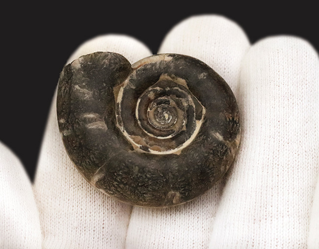 ゴードリセラス アンモナイト北海道中川郡中川町産