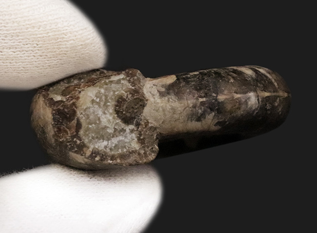 ゴードリセラス アンモナイト北海道中川郡中川町産 デスク置きにもおすすめ！北海道を代表するアンモナイト、中川町で採集