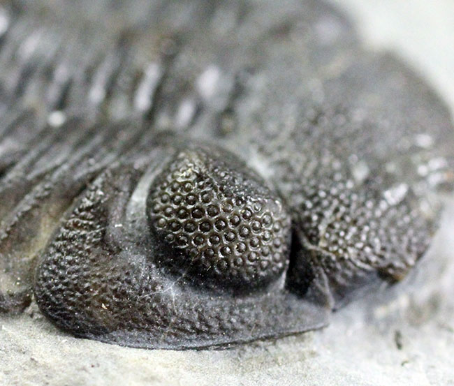 デボン紀の海が化石となって蘇る！ニューヨーク産ファプコス・ラナ三葉虫と腕足類、サンゴのマルチプレート標本（その1）